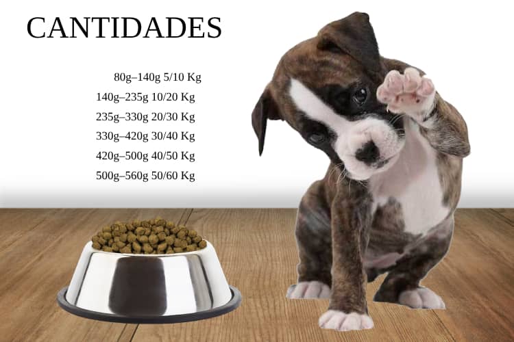 Cantidades para dar al cachorro